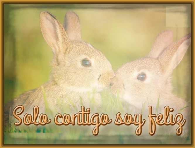  Imagenes de conejos con frases de amor
